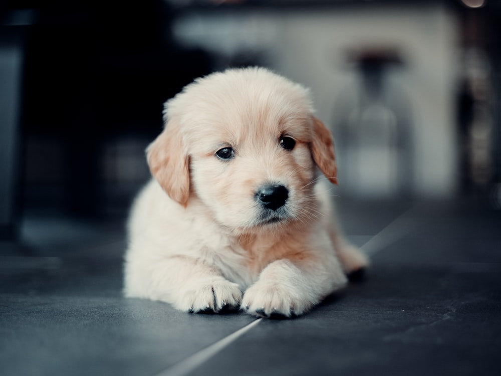 dogs